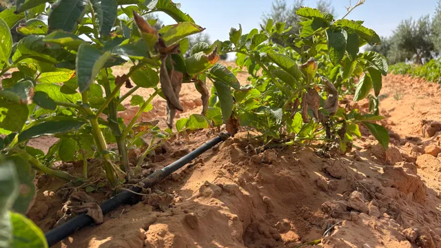Impianto di irrigazione a goccia su una coltura in campo